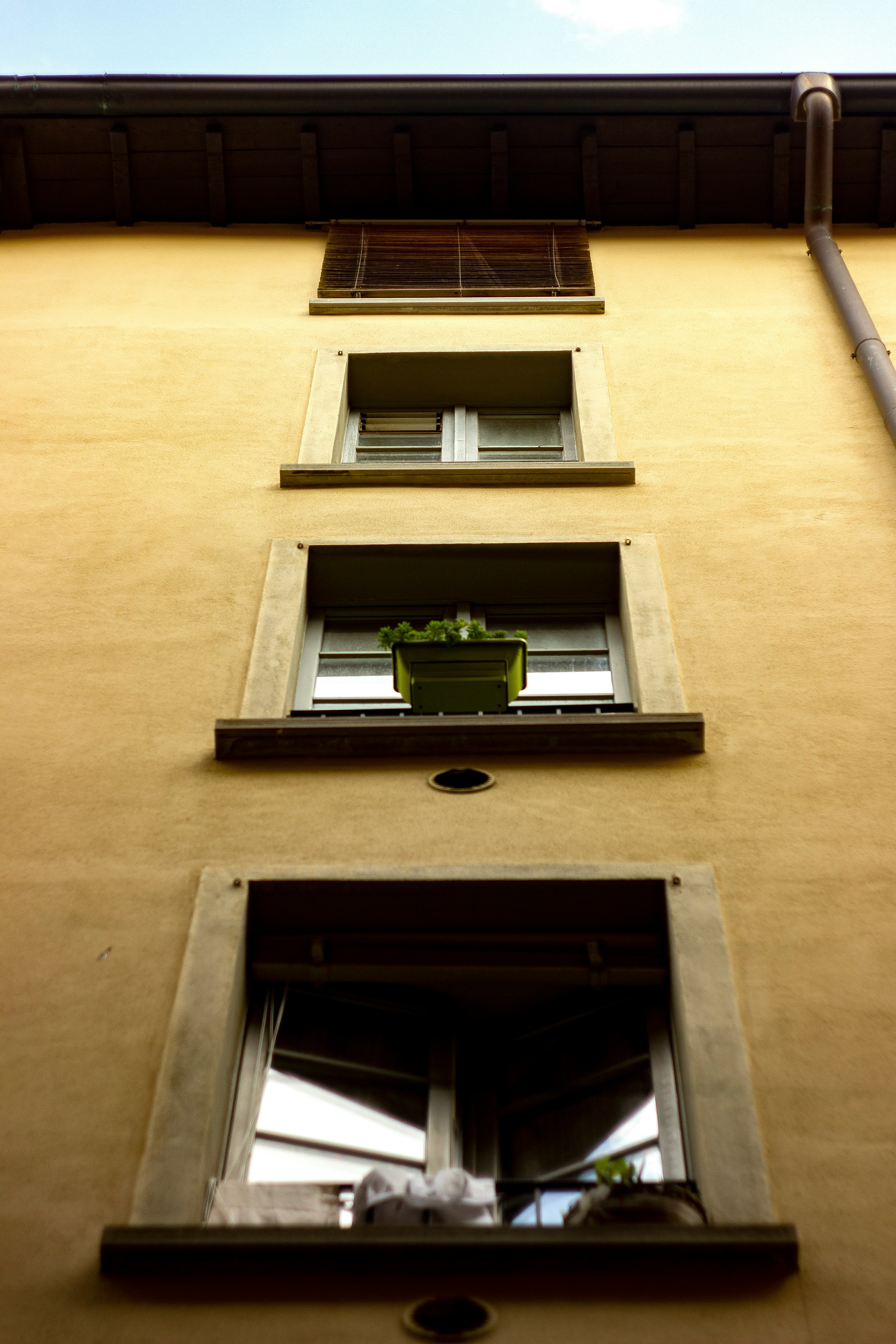 green potted plant on window